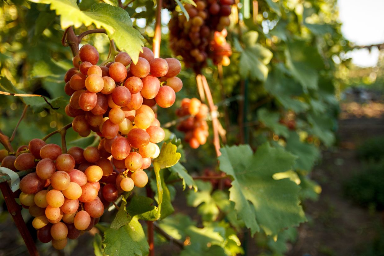 Why Washington Wines Might Be the Future of Climate-Smart Drinking