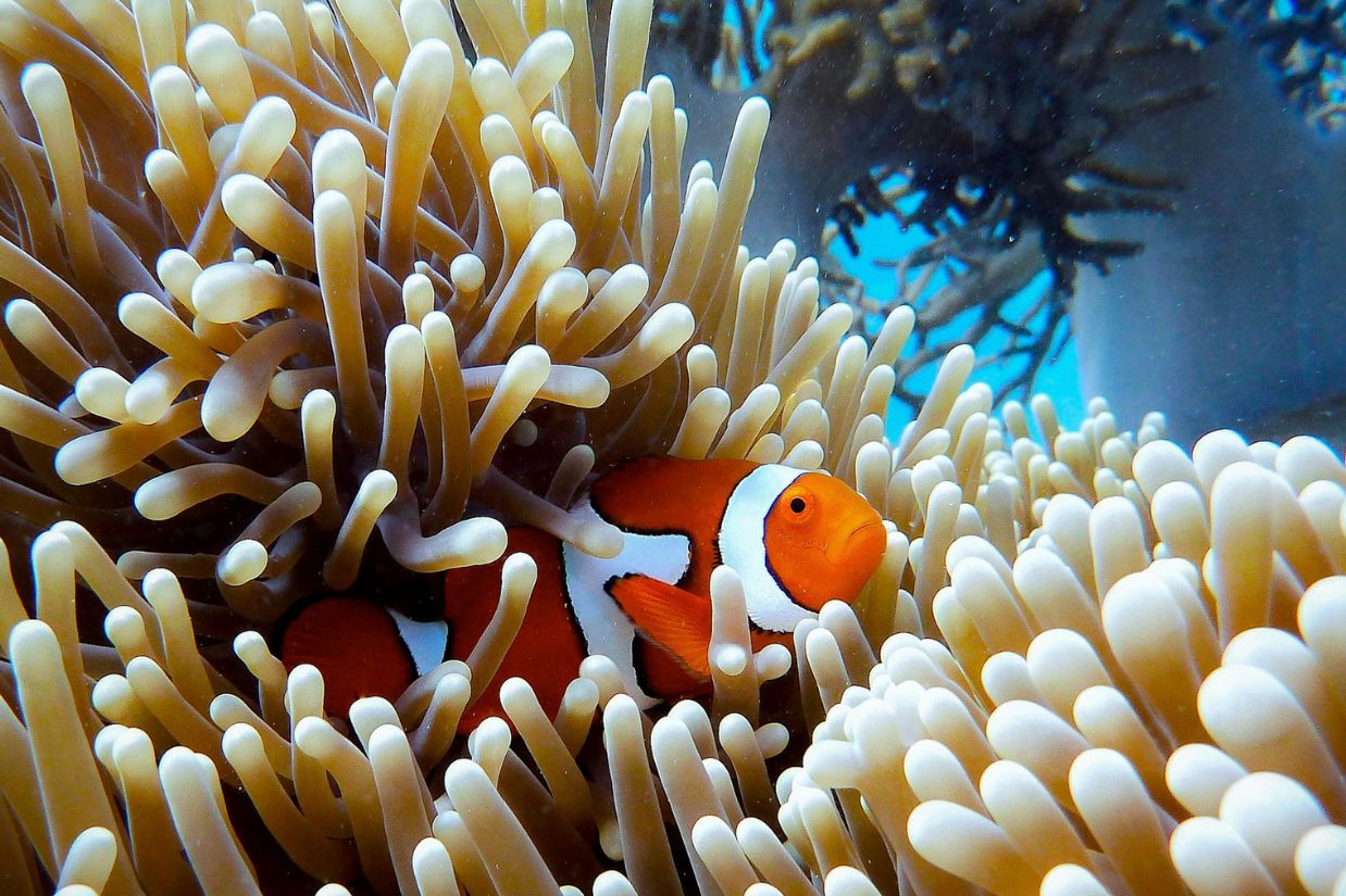 Could These Hidden Cool Zones Prevent Coral Reef Extinction?