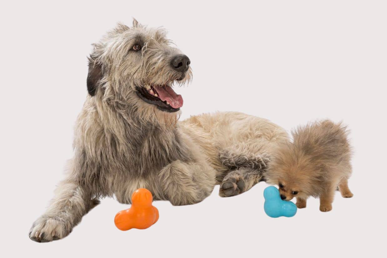 Your Dog's Toy Is a Plastic Problem — This Montana Company Is Fixing It