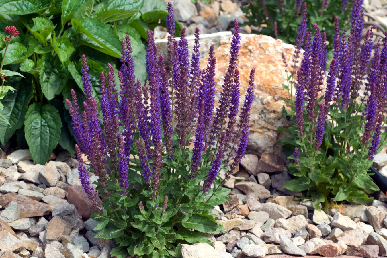 Plant a Garden That Drinks Less and Gives More