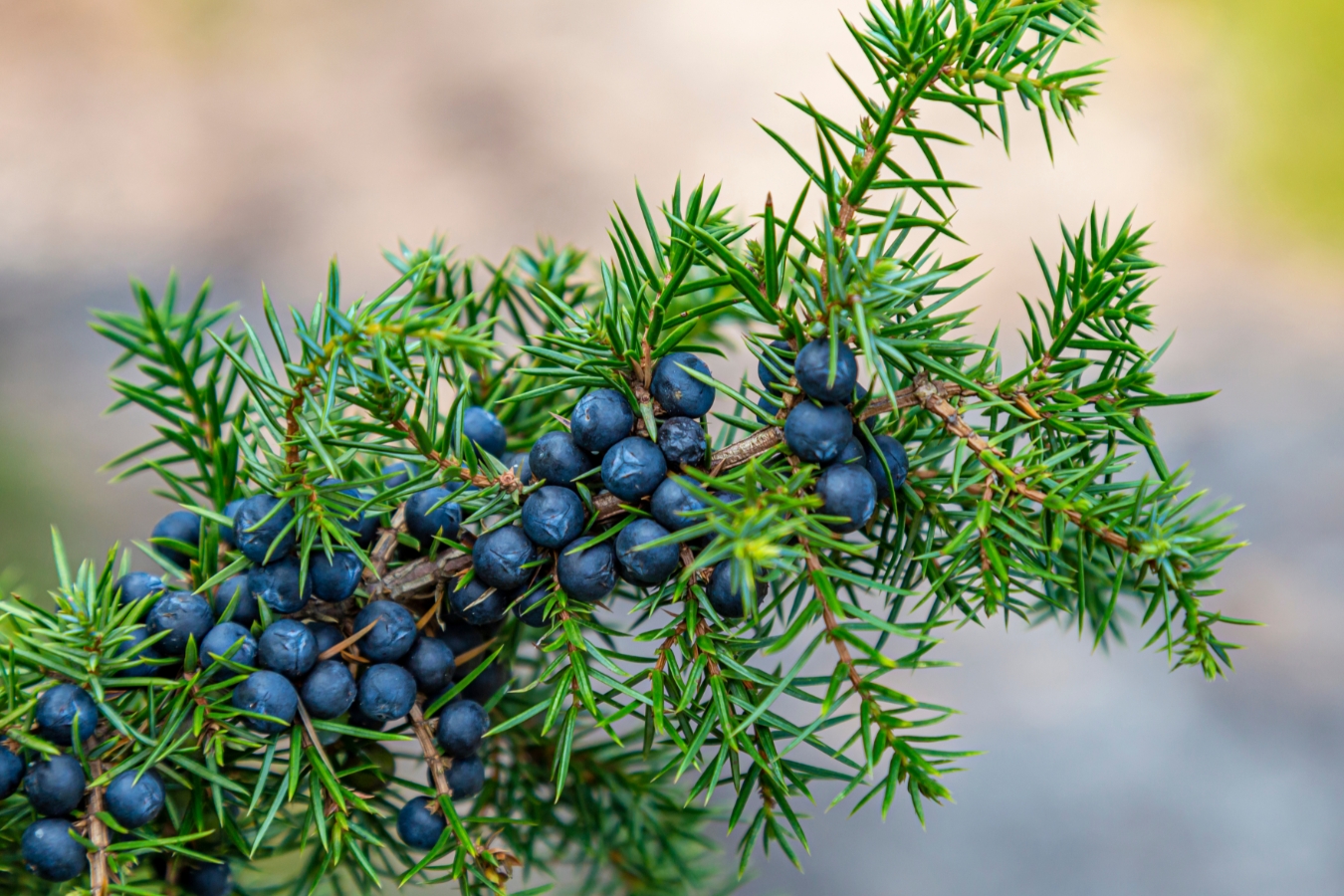 Plant a Garden That Drinks Less and Gives More